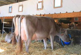 使用生殖激素的安全性